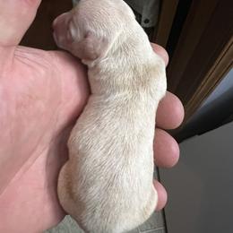 Dachshund Puppies from Witchy Woman’s Wiener’s