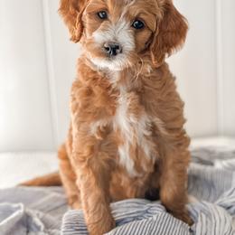 Goldendoodle Puppies from KZ Doodles