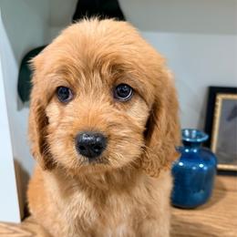 King - Red male Cavapoo puppy in Grand Blanc, Michigan from Halsey Poodles and Doodles