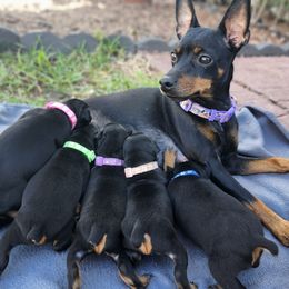 Lexy - Miniature Pinscher