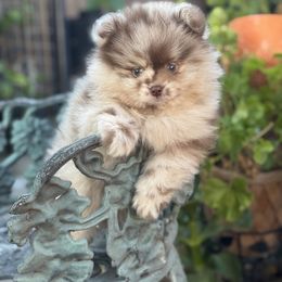 Theo - Chocolate merle male Pomeranian puppy in Stockton, California from lunas_poms