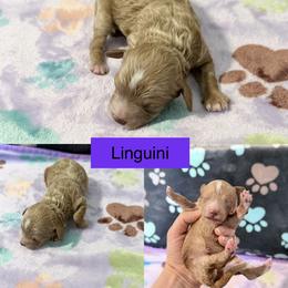 Linguini - Cream female Cockapoo puppy in Clarks Summit, Pennsylvania from M&M Cockapoos