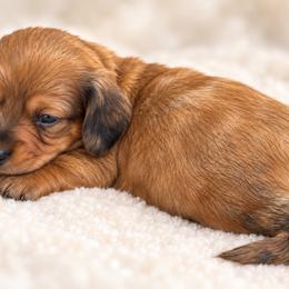 Boy 2 - Dapple male Dachshund puppy in Jackson, Mississippi from Doxies Galore