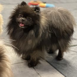 Ro - Pomeranian