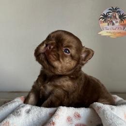 Titus - New Shade Rojo - Tricolors male French Bulldog puppy in Morton, Illinois from That Gurl K9s