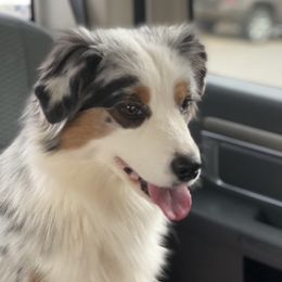 Australian Shepherds and Miniature American Shepherds from Tanya Strickland