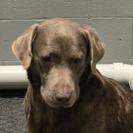 V - Labrador Retriever