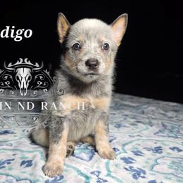 Indigo - Blue female Australian Cattle Dog puppy in Silsbee, Texas from Rockin ND Ranch