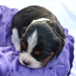 Cavalier King Charles Spaniel Puppies from Freeman's Royal Cavaliers