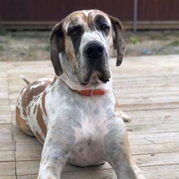 Cowboy - Great Dane