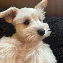 Spencer - Wheaten male Miniature Schnauzer puppy in Interlachen, Florida from Pam's Schnauzers
