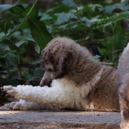 Poodle Puppies from Mystic Moon Poodles