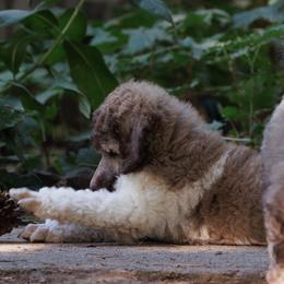 Poodle Puppies from Mystic Moon Poodles