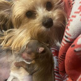Yorkshire Terrier Puppies from Diamond Yorkies Wilder