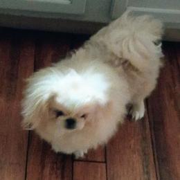 Thunder - White male Pekingese puppy in Burns, Kansas from Pekingese Dynasty