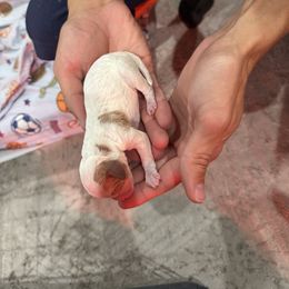 Boy 2 - Blenheim male Cavapoo puppy in Ivins, Utah from Taylia's Cavapoos