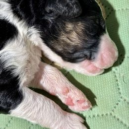 Daisy - Black tri-color female Aussiedoodle puppy in Waelder, Texas from Aussiedoodles of Austin
