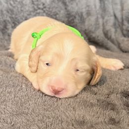 Green - Cream female Dachshund puppy in Tahlequah, Oklahoma from Love Some Dogs Dachshunds & Cavalier King Charles Spaniels,Cavapoos