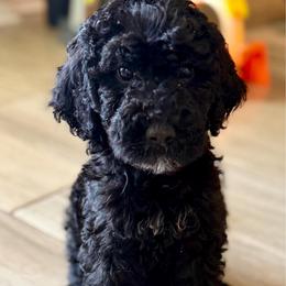 Tootsie - Black female Labradoodle puppy in Brownsville, Texas from The Doodle Crew