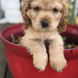 Cocker Spaniel Puppies from A&J Kennel