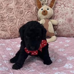 Poodles from Carol's Poodles