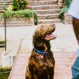 Labrador Retriever puppies from Sleepy Hound Farm