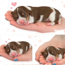 Boy 3 - Chocolate and tan male Dachshund puppy in Michigan from Amberly's Dachshunds