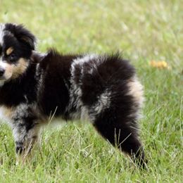 Miniature Australian Shepherd and Toy Australian Shepherd Puppies from Donna’s Toy & Mini Aussies