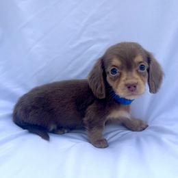 Dark Blue - Dapple male Dachshund puppy in Silver Springs, Florida from DeMarsh's Dachshunds