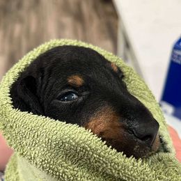 No collar - Black and tan male Manchester Terrier puppy in Lyman, Virginia from Raintree Manchester Terriers