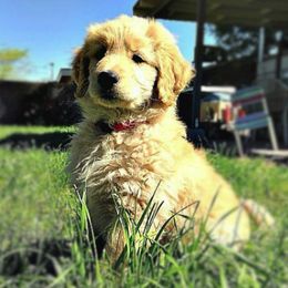 Bernedoodle and Goldendoodle Puppies from Arizona Goldendoodles