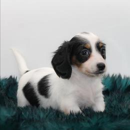 Female 2 - Piebald female Dachshund puppy in Childress, Texas from Taylor Farms