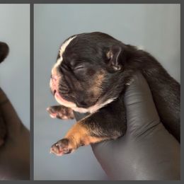 Black and Tan Purple Collar - Black and tan female French Bulldog puppy in Harmony, North Carolina from Schuster Haus