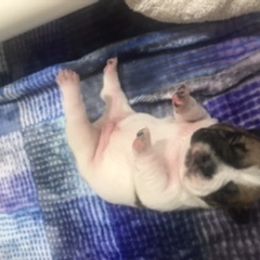 French Bulldog Puppies from PNW French Bulldogs