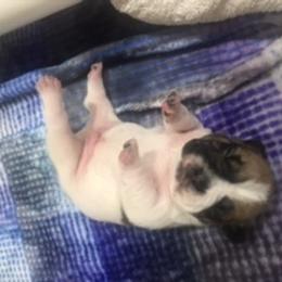 French Bulldog Puppies from PNW French Bulldogs