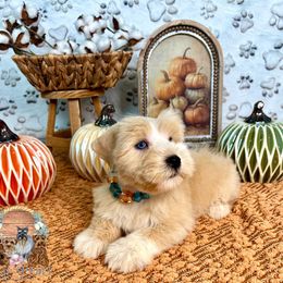 Barley - Wheaten male Miniature Schnauzer puppy in Meridianville, Alabama from Dixie Pearl Schnauzers
