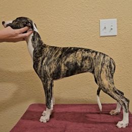 Purple Collar Girl - Fawn brindle female Whippet puppy in Holly Springs, Mississippi from Crossway Akitas, Whippets, & Russian Toys
