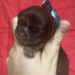 Girl 2 - female Shih Tzu puppy in Jasper, Georgia from Tiny Bubbles Shih Tzus