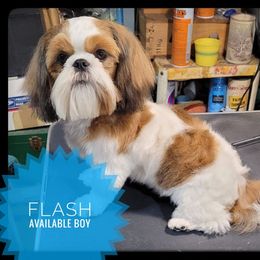 Flash - Red and white male Shih Tzu puppy in Orient, Ohio from Forever Friends Shih-Tzu