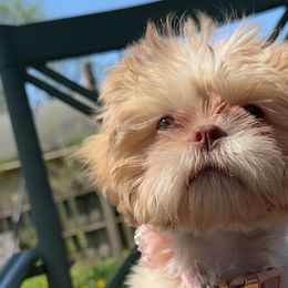 Shih Tzus from Little Healthy Purebred Pups