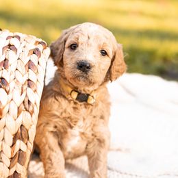 Goldendoodle Puppies from King Family Doodles
