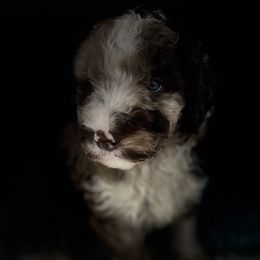 Boy 2 - Aussiedoodle puppy in Leitchfield, Kentucky from Salt River Kennels