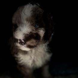 Boy 2 - Aussiedoodle puppy in Leitchfield, Kentucky from Salt River Kennels
