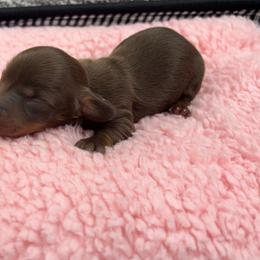 Ariel 6 - Chocolate and tan female Dachshund puppy in Scottdale, Pennsylvania from Our Sweet Dachshund Farm