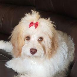 IvaJean - Cavapoo