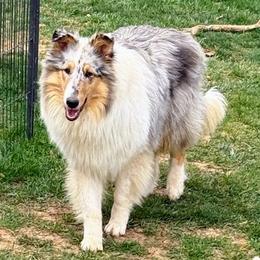 Skye - Collie