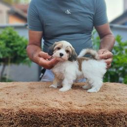 Cavachon, Cavalier King Charles Spaniel, Cavapoo, and Havanese Puppies from Peaks Pups & Cavachon Love Chocolate Cavaliers, Cavaliers, Cavachon’s, Cavapoos & Havanese