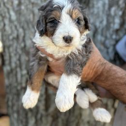 Mustang - Blue merle male Bernedoodle puppy in El Campo, Texas from Little Fur Friends Bernedoodles