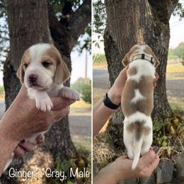 Boy 4 - male Beagle puppy in Brownsville, Oregon from Beagles on the Run