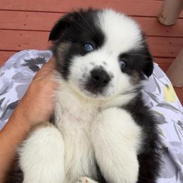Hope - Black tri female Miniature Australian Shepherd puppy in Taylor, Arizona from Holy Ghost Ranch, Inc